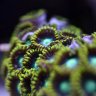 JerryReef-NewBie