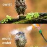 moistowlette11