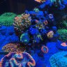 Diegosreef