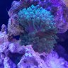 Reef 421
