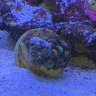 Kryptospore