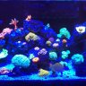 Reefzilla