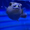 vb_reefs