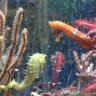 seahorse_man
