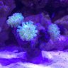 CoralFrenzy626