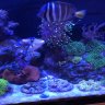 Reefmanny