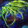 Reefnut88