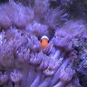 forestsofkelp