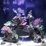 tankone_511