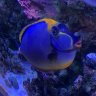 HeinritzReef