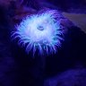 CoralLove9552