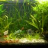 JoeFish80