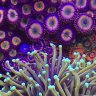 Will_WhatIsThis