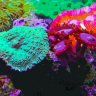 ORReefer