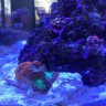 REEFer86