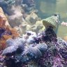 SaltyFoxfish