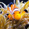 MyLittleAquarium_