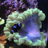 Stones-Reef