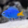 reefin_pico