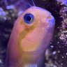 KetchumAquatics
