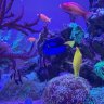 Ian’s coral reef