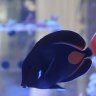 Achilles_Reef