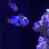 reefshawn