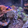 Spikereef