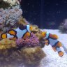 Ningaloo