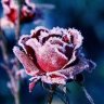 Winterose
