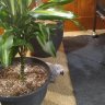PlantsBirdsAndFish