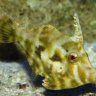 filefishareunderated1