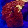Reef Bro