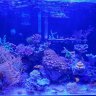 Oregon Grown Reef