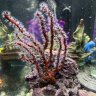 Skinner'sReef