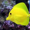 FishGuy26