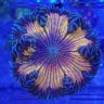 Rifts2Reefs