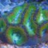reef4fun