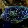 IPisces