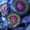 Coral Gazers