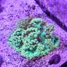 Xxflounderxx
