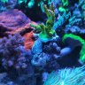 Jah's reef
