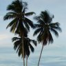 DesertPalm