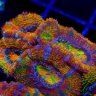 CoralKid23