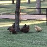 Smswan
