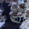 Reefer37