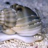 Sandsnail