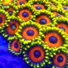 GreatSouth BayReefs