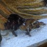 Leaffish4Live