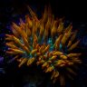 reeflover87